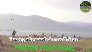 Trapping demoiselle crane with lasso || Pakistan Crane Group