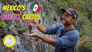 Cactus in habitat: Aztekium hintonii (Full Documentary)