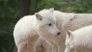 The Secret Life of Wolves: Nature’s Apex Predators Explained