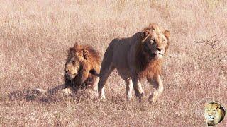 Mluwati, King Of The Kumana Lion Pride, And His Sons Return To The Kumana Dam. Lets Follow Them.