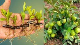 How To Grow Guava Tree Small Cutting with Leaf (100%Success)
