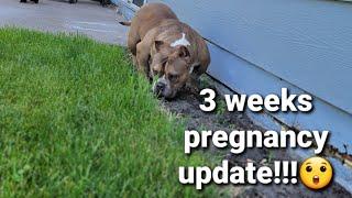 Beauty 3 Weeks Pregnancy Update!!! (American Bullies)