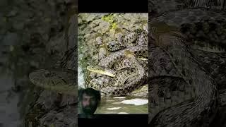 Snake Discovery #snake #descovery #animals #animaldocumentary #nature #dicovery #wildlife #fishing