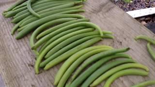 Vanilla Bean Harvest