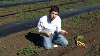 All about root crops from Territorial Seed Company