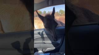 After the camel spits all over the car… #funny #animals