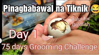 Balut for Goldfish Grooming 2022 || Kirin Oranda Goldfish