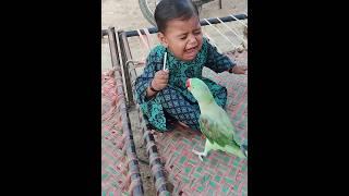 Parrot Cute Baby Se Tofi Cheen Rha Hie #cutebaby #parrot #shorts