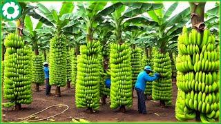 Transporting Tons of Bananas This Way - Grows and Harvest Agricultural | Agriculture Technology