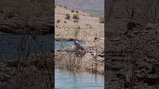 Lake mead : cat fish and donkeys