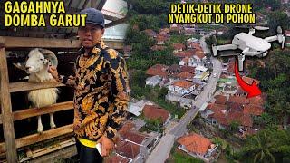 DETIK-DETIK DRONE NYANGKUT DI POHON, MELIHAT GAGAHNYA DOMBA GARUT DAN SUASANA CIJENUK CIPONGKOR