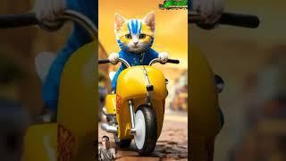 cat riding a motorbike....#shorts #cat