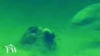 Marine life battle