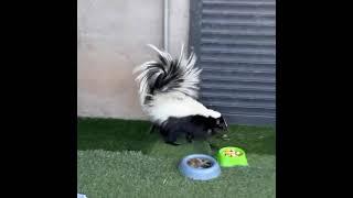 PATIENT OF THE WEEK  Striped Skunk Release