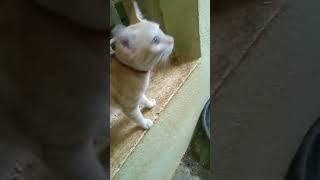 kittens hungry meow meow.. unable to tolerate hungry meow... | Yashaswini Arun