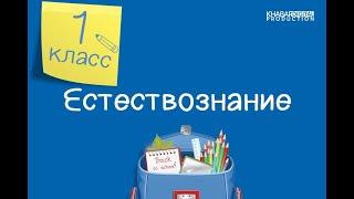 Естествознание. 1 класс. Как влияют времена года на животных /30.10.2020/