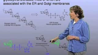 Glycan assembly - Carolyn Bertozzi (Berkeley)