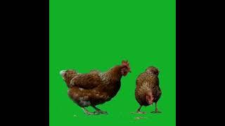 Green screen birds animation #greenscreenanimals #petsandanimals