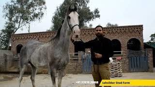 Tehsildar Stud Farm | Navdeep Singh Bhullar | Top Stud Farm Punjab | Nukra And Marwari Horse Farm