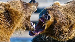Медведь В Деле ! 10 безжалостных нападений медведя!