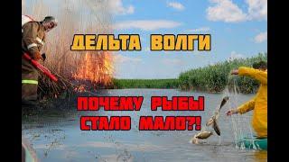 Дельта Волги. Почему нет рыбы? Экспертное мнение кандидата биологических наук Кирилла Литвинова