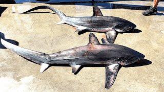 4 THRESHER SHARKS Caught On Pier (TOTAL CHAOS!!)