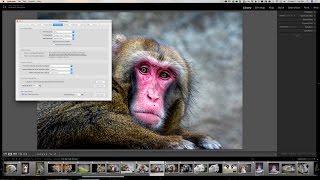 Lightroom Quick Tips - Episode 92: Optimize Lightroom Performance