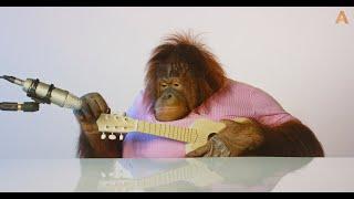 Animalia's Orangutan Rambo is a musical genius ASMR