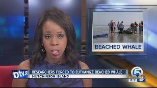 Sperm whale beaches self, euthanized in St. Lucie County