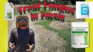 How to Treat Fungus in Zoysia Grass | Zoysia grass diseases!!