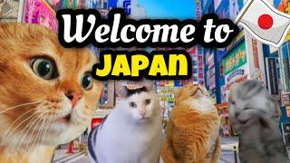 Hilarious Cat Memes: Welcome to Japan Part 2!