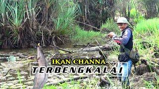 NEKAT.!!! CASTING IKAN DIRAWA TUA YG MENGALAMI KERING || MUSIM KEMARAU