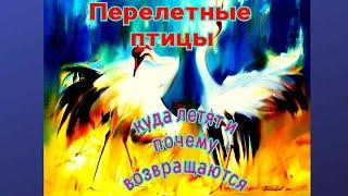 Перелетные птицы Видео урок  Кто и куда улетает Почему возвращаются? Migratory birds. Video tutorial