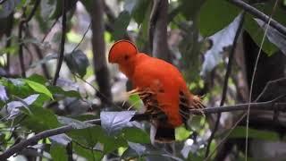 A Video OF Beautiful Completely Bright Orange Bird  