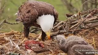 Decorah Eagles North 12 30PM Mr brings in a pheasant and while feeding DN9 he pulls out an egg 03201