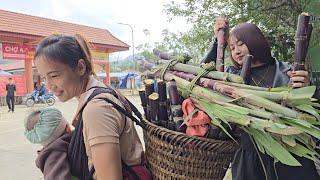 Single mother harvests sugarcane to sell at market - Cooking daily meals | Mụi Muội - My life