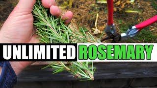 How To Root And Grow Rosemary From Cuttings