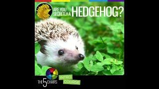 Are You Secretly A Hedgehog? The 5 Chairs