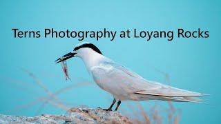 Unveiling the Mystery of Terns at Loyang Rock