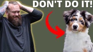 WHY YOU SHOULDN'T GET A AUSTRALIAN SHEPHERD