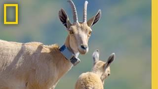 Enhancing the Ecosystem of Soudah Peaks | National Geographic