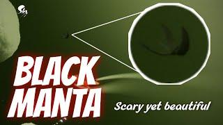  Black MANTA...Scary ...