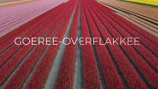 Tulip season travel | Goeree-overflakkee