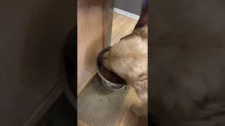 Num num num #subscribe #4u #ytshorts #dog #goldenretriever #fyp