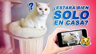 ¿Qué pasa cuando TU GATO se queda SOLO EN CASA? | Haz que tu gato esté bien en tu ausencia