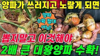 양파가 쓰러지기 시작하고 노랗게 변하면 '이렇게' 해야 2배 굵은 양파 수확 합니다