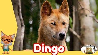 AMAZING DINGO FACTS: Animal Videos For Kids- Animals Rock TV