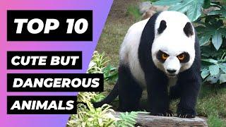 TOP 10 CUTE Animals That Are Actually DANGEROUS | 1 Minute Animals