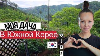 Моя дача отнимает всё свободное время ^^ KOREA VLOG