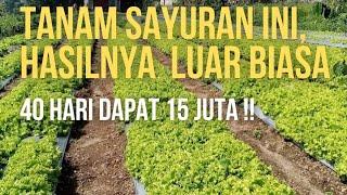 tanam selada hasilnya menggiurkan | sayur selada